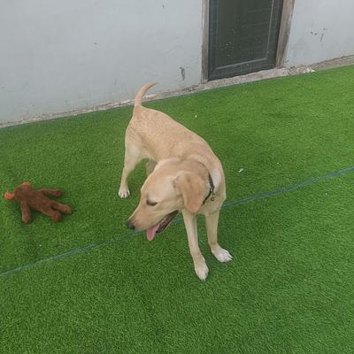 Mothers dog boarding house