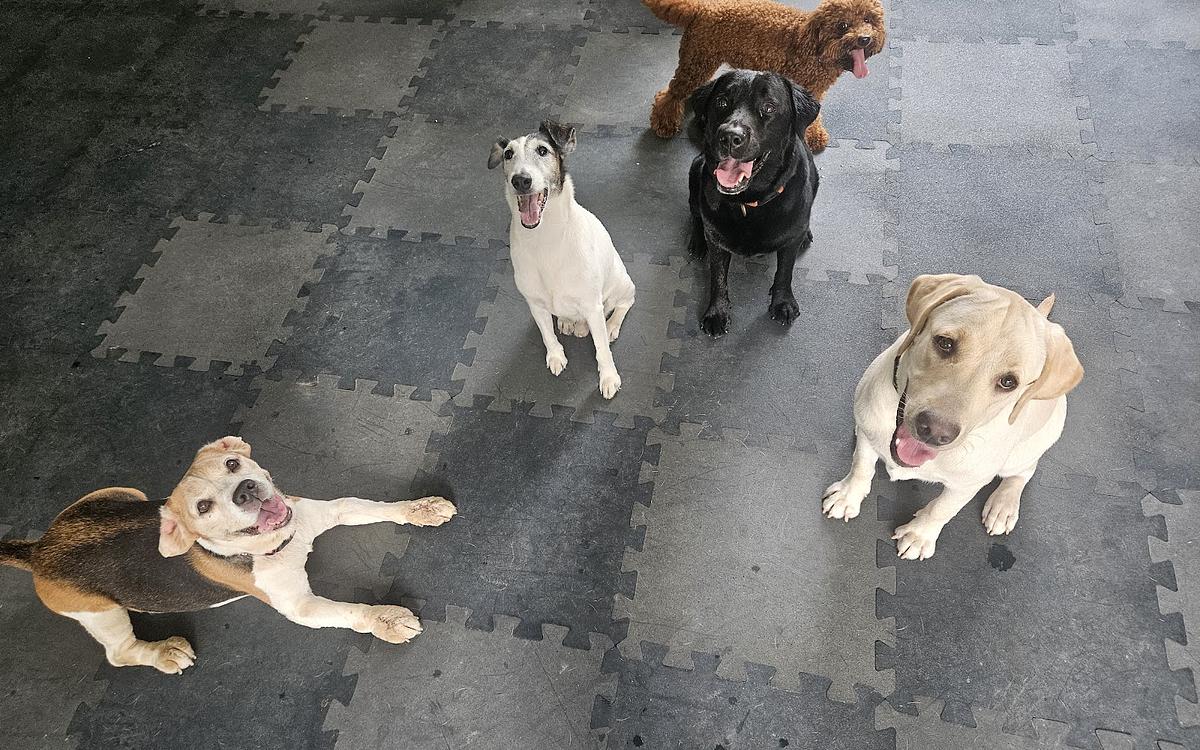 The Good Dog Company