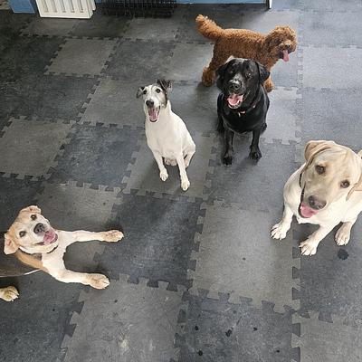 The Good Dog Company