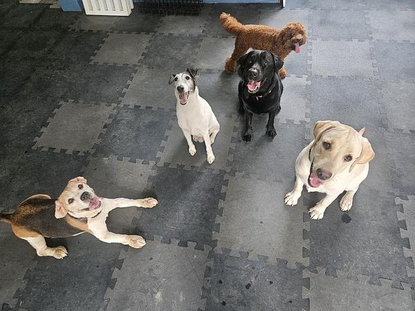 The Good Dog Company