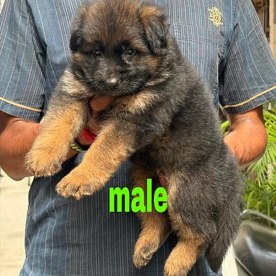 BALAJI DOG KENNEL GURGAON & PET SHOP