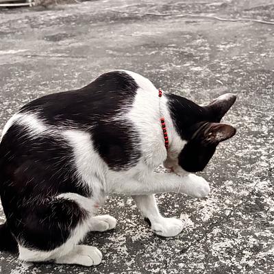 Cat Boarding With Pinku