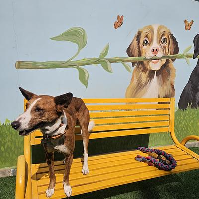 The Good Dog Company