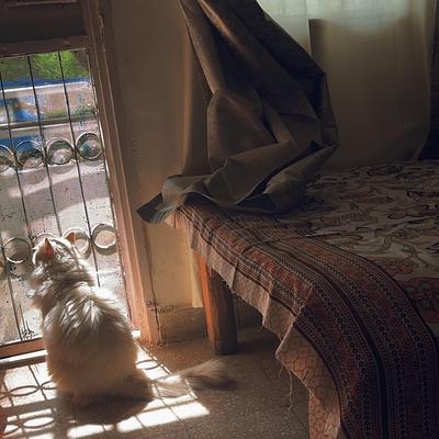 Cat Boarding With Pinku