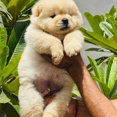 BALAJI DOG KENNEL GURGAON & PET SHOP