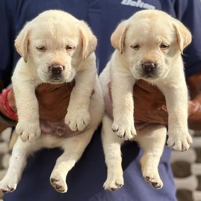 BALAJI DOG KENNEL GURGAON & PET SHOP