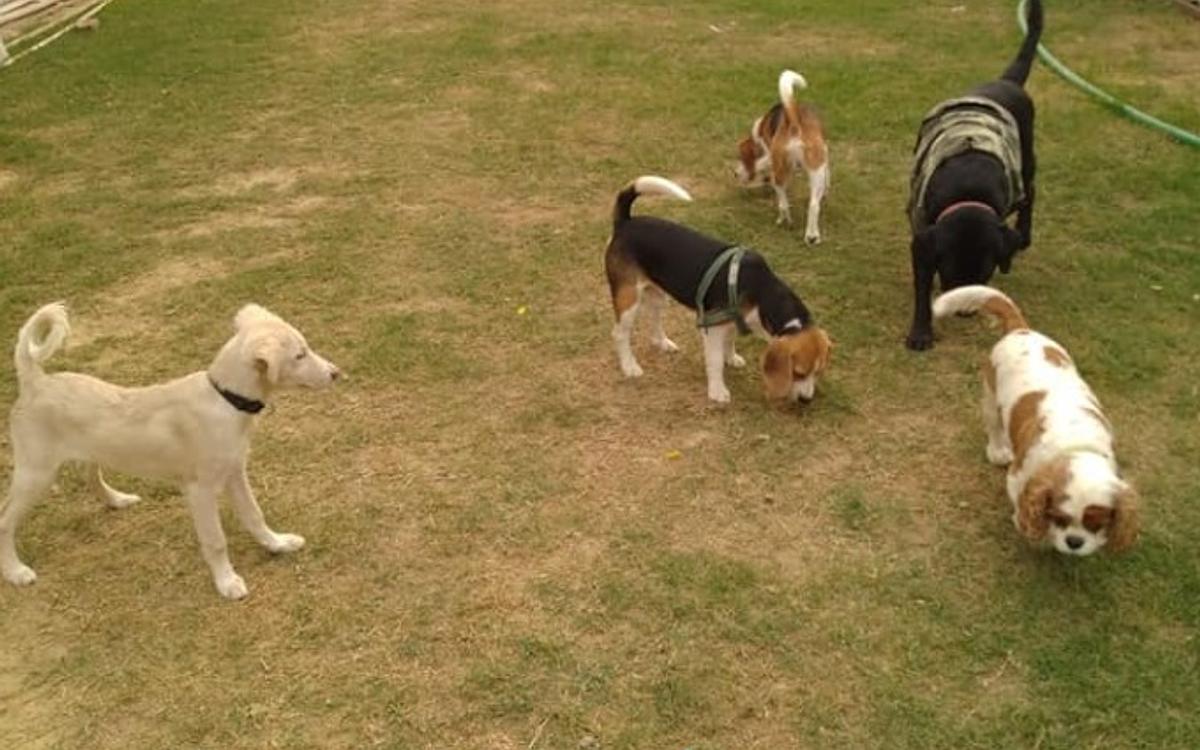 Ginger Dog Boarding & Grooming