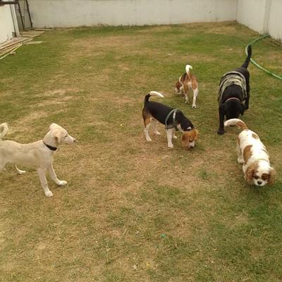 Ginger Dog Boarding & Grooming