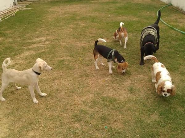 Ginger Dog Boarding & Grooming