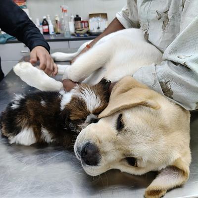 Vatika Pet Clinic & Resort