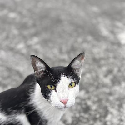Cat Boarding With Pinku