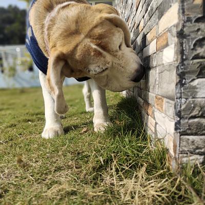 Furry Affair Pet Care - Dog Boarding