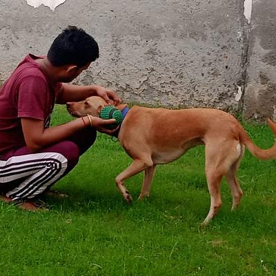 Ginger Dog Boarding & Grooming