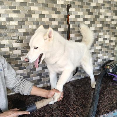 Vatika Pet Clinic & Resort