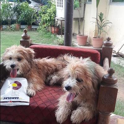 Ginger Dog Boarding & Grooming