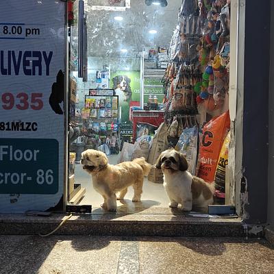 Pet Gallery - One Stop Pet Shop