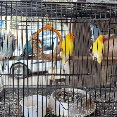 Pari Pets & Aquarium - Pet Shop in Sector 9, Gurgaon