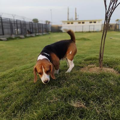 Furry Affair Pet Care - Dog Boarding