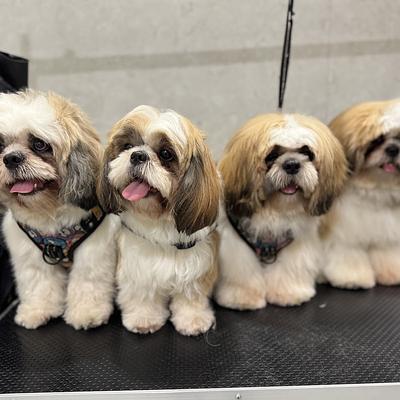 Furpetual - Pet Store Spa & Jacuzzi | Full Service Grooming