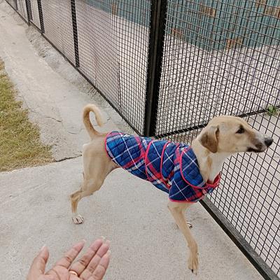 Furry Affair Pet Care - Dog Boarding