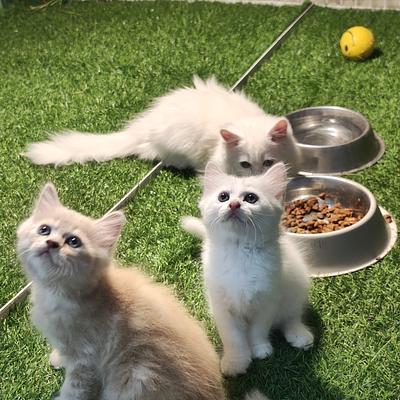 Chirps & Whistle Pet Shop and Pet Boarding Kennel Gurgaon