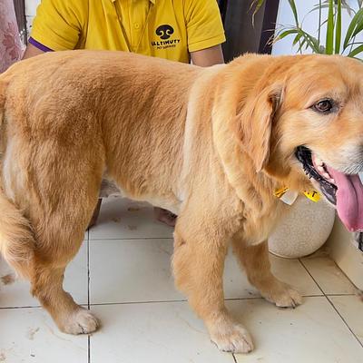 Ultimutt - Best Home Grooming for Dogs & Cats in NCR