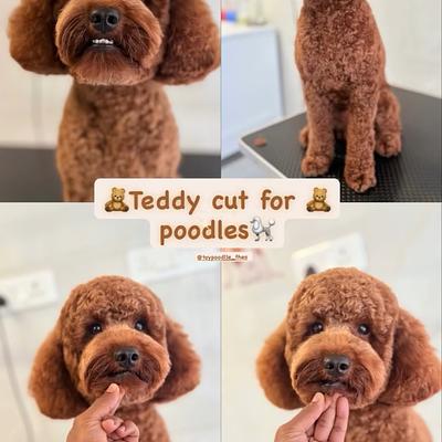 Furpetual - Pet Store Spa & Jacuzzi | Full Service Grooming