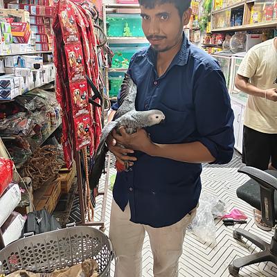 Pari Pet Point