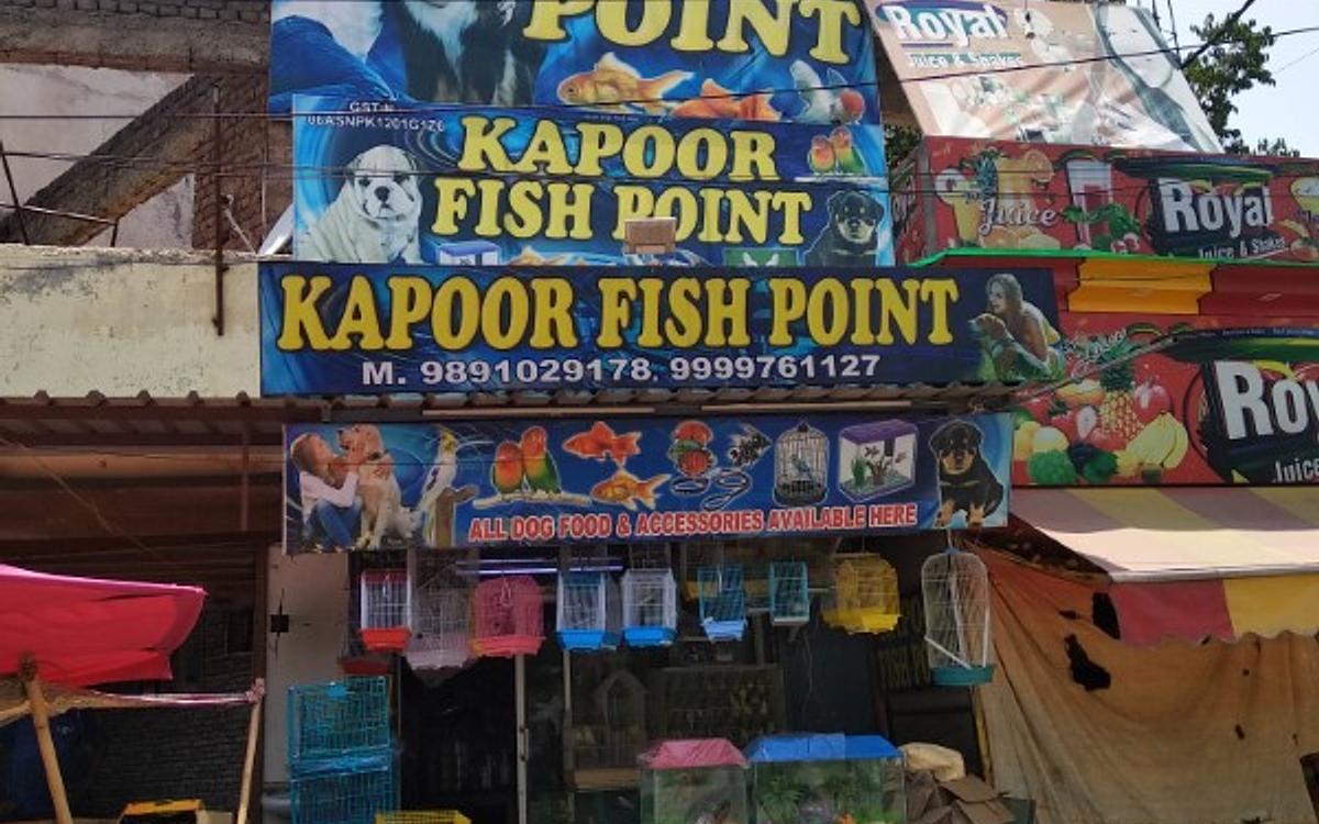Kapoor Fish Point | Pet Shop Near Me | Pet Food Shop Near Me | Fish Aquarium Shop Near Me | Dog | Cat | Bird