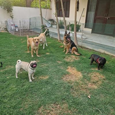 Happy Pettings