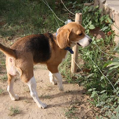 Gurugram Pet Shop