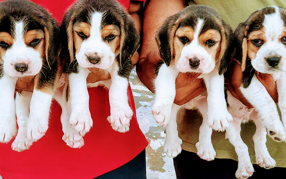 Gurugram Pet Shop