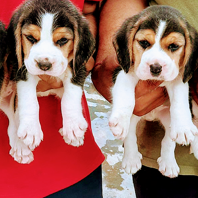 Gurugram Pet Shop
