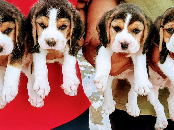 Gurugram Pet Shop
