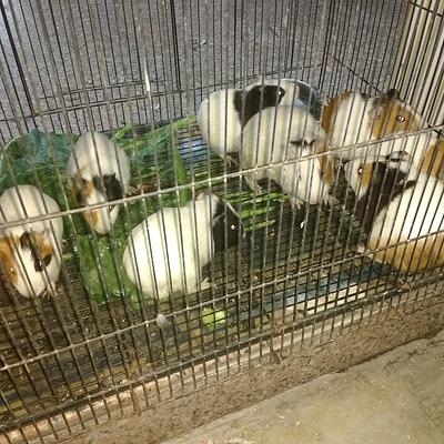PETS PASH