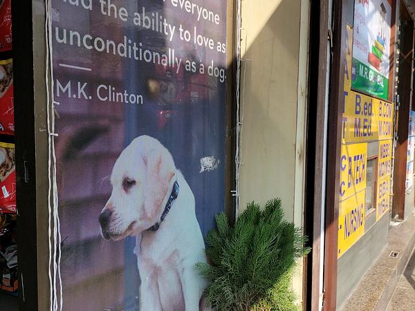 PET FOOD N MORE