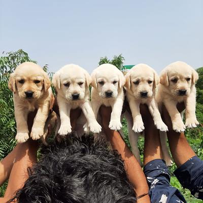 Gurugram Pet Shop
