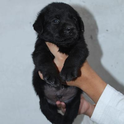 Gurugram Pet Shop