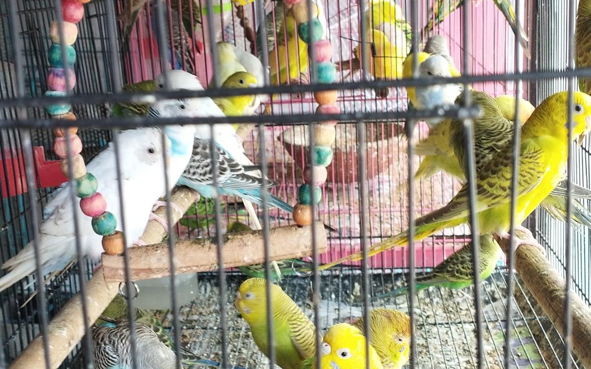DOG PARADISE (Puppies,Cats,Rabbits,Birds,Hamsters,Guinea Pig,Fish,Aquariam Available)