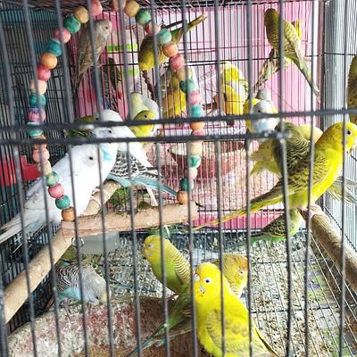 DOG PARADISE (Puppies,Cats,Rabbits,Birds,Hamsters,Guinea Pig,Fish,Aquariam Available)
