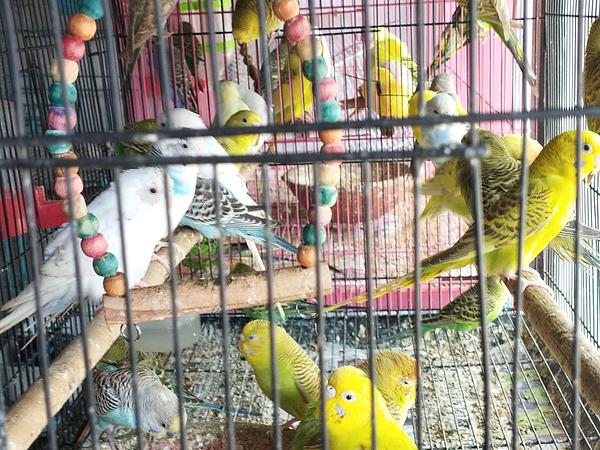DOG PARADISE (Puppies,Cats,Rabbits,Birds,Hamsters,Guinea Pig,Fish,Aquariam Available)