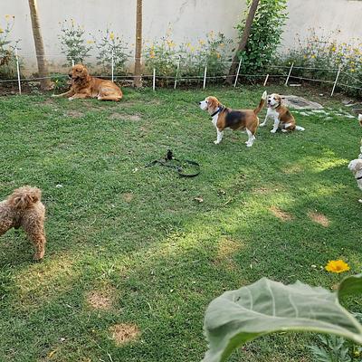 Happy Pettings