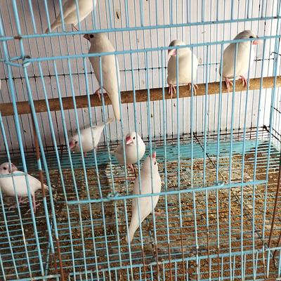 DOG PARADISE (Puppies,Cats,Rabbits,Birds,Hamsters,Guinea Pig,Fish,Aquariam Available)