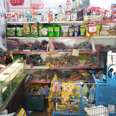 DOG PARADISE (Puppies,Cats,Rabbits,Birds,Hamsters,Guinea Pig,Fish,Aquariam Available)