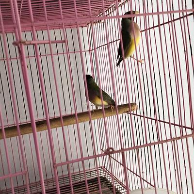 DOG PARADISE (Puppies,Cats,Rabbits,Birds,Hamsters,Guinea Pig,Fish,Aquariam Available)