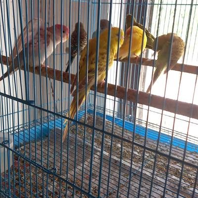 THE PET SHOP