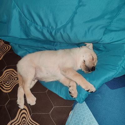 Madonnas Pet Mania