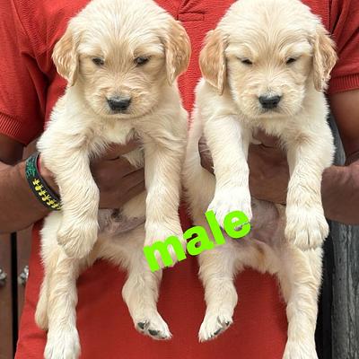 Madonnas Pet Mania