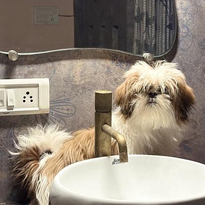 Fancy Paws Best Dog in Delhi NCR