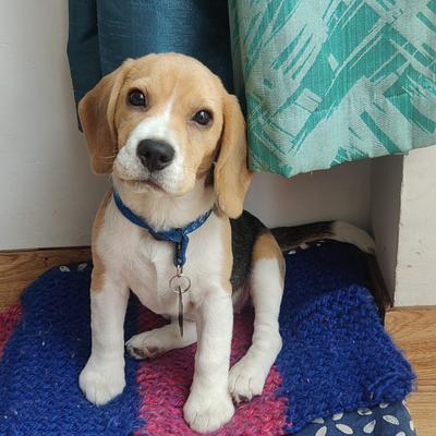 Fancy Paws Best Dog in Delhi NCR